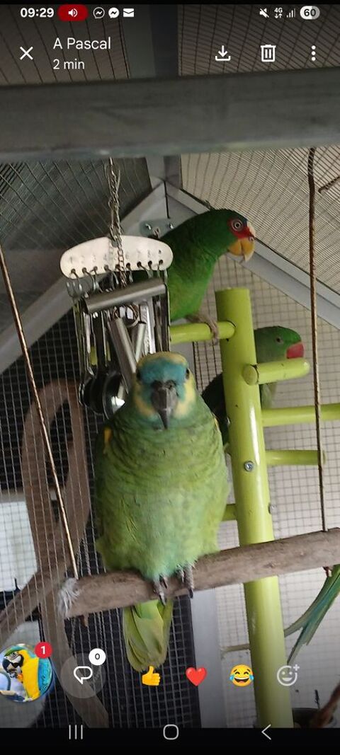 Perroquet amazone m&acirc;le et femelle  1200 81600 Gaillac