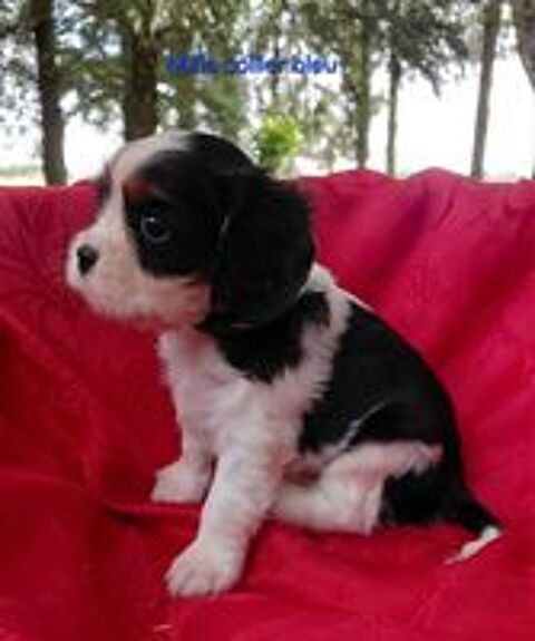   chiots Cavaliers King Charles LOF Prix 1500€ 