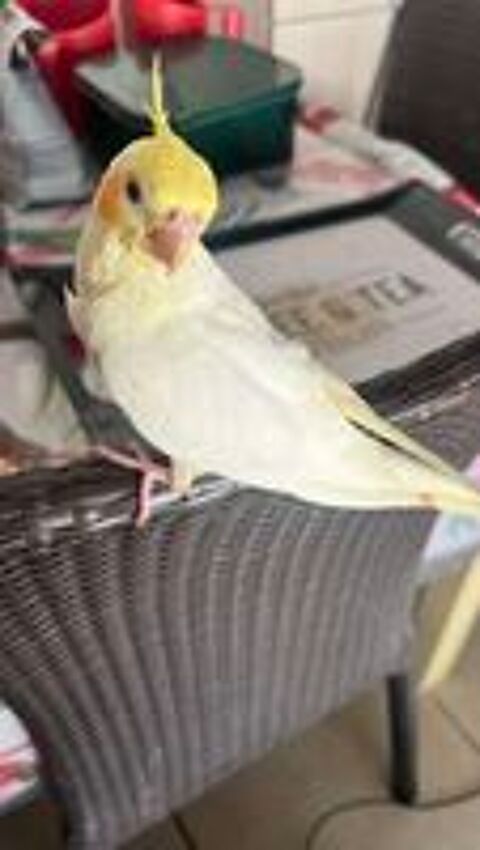   Calopsitte 