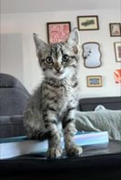   Chat BENGAl à l adoption 