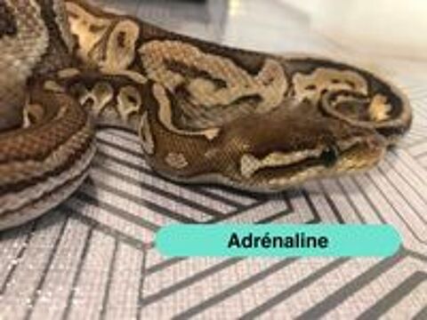   Adrénaline, python à adopter 