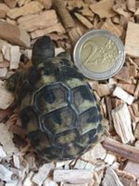   BB Tortues de terre nes dans l't  