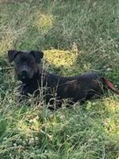   Chien TANOS à l adoption 