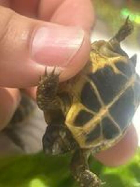   Propose Tortues terrestres Bb 