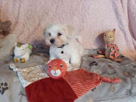 Chiot m&acirc;le Bichon Maltais 1100 62500 Clairmarais