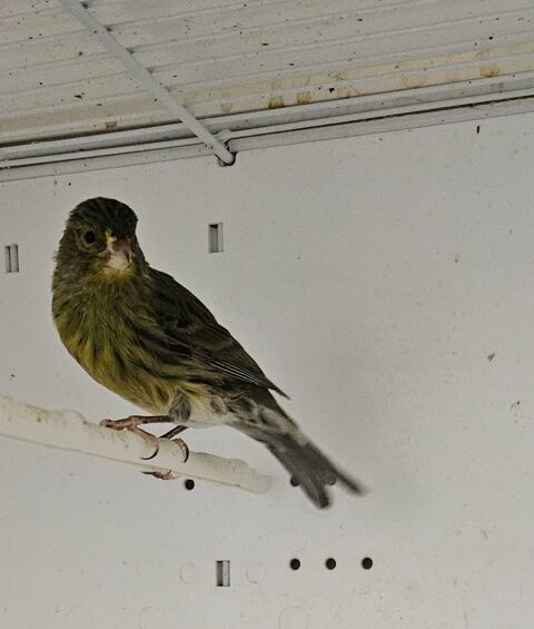 Canaris london fancy 2026 30 33140 Villenave-d'ornon