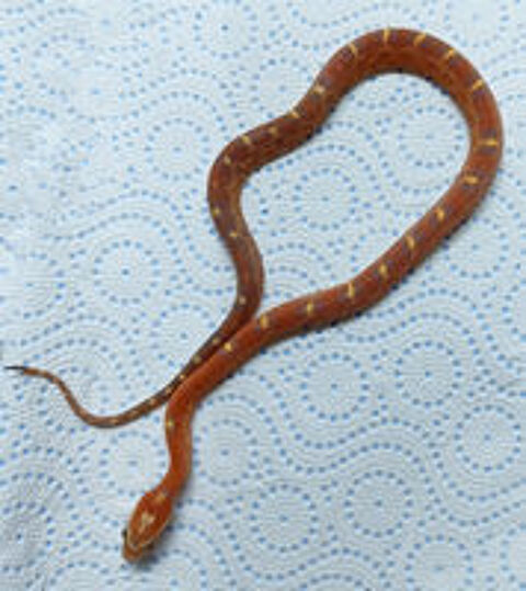  ? CESSATION ÉLEVAGE ? élaphes SCALELESS dès 65 €/pièce 
