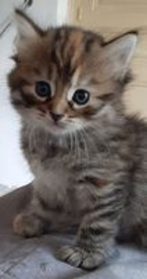   Chatons Siberiens LOOF 