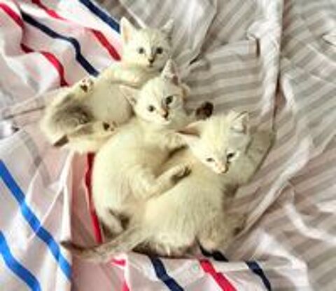   Très Beaux Chatons de Gouttière À Réserver 2 mois  