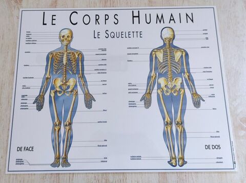 Planches plastifies le corps humain 4 Metz (57)