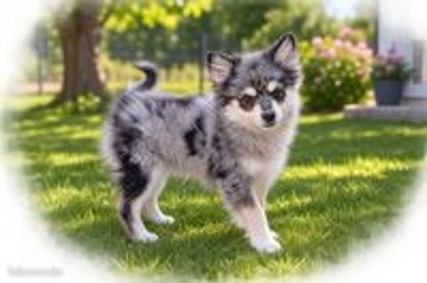   Dernier chiot Pomsky f3 dispo de suite  