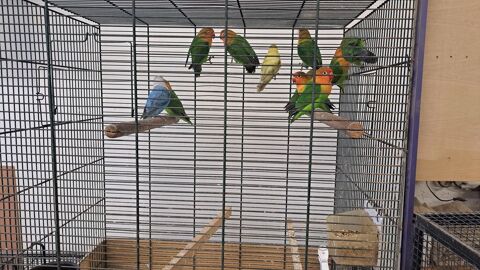 Inseparable fischer  35 63620 Voingt