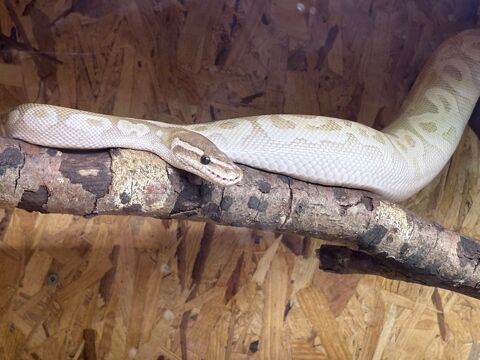 Python regius 200 56130 Th�hillac