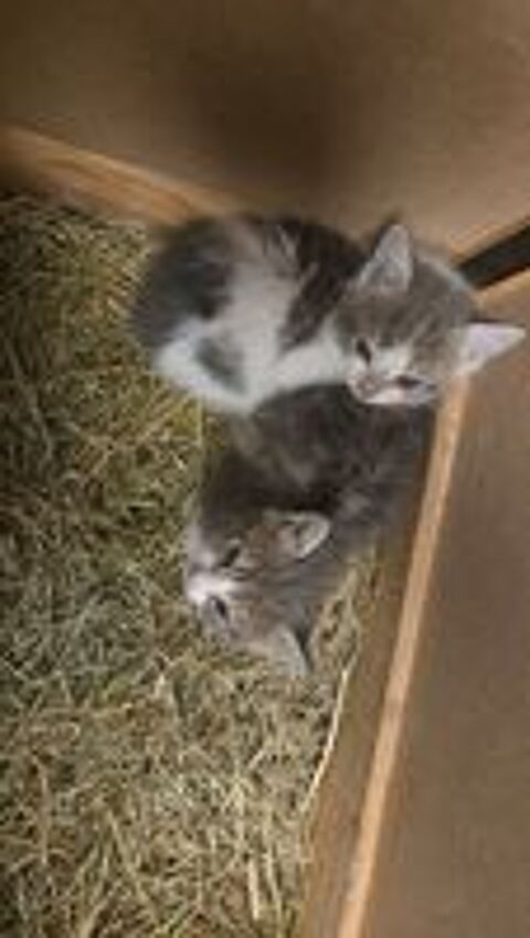   Chaton trouver 