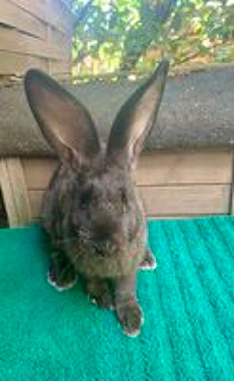   Lapine Géante  
