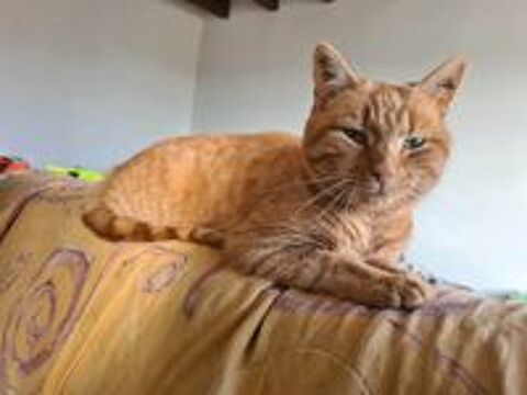   RHAPSODIE femelle rousse 6 ans 