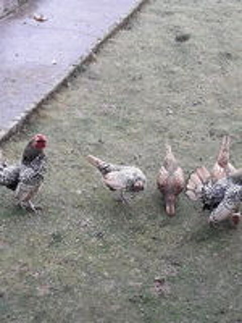   Poules et coques zebryd :  