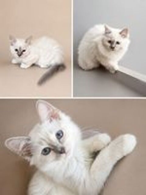   Chatons sacre de birmanie 