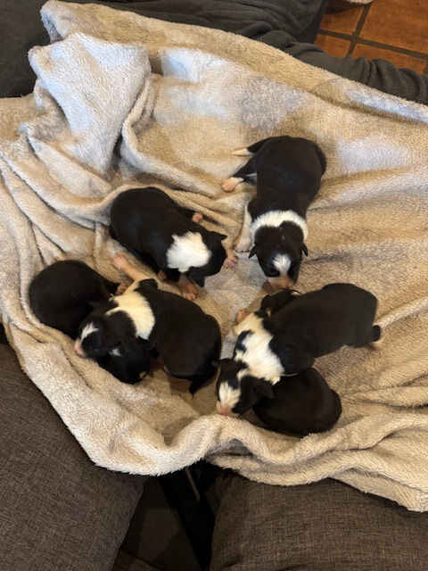 Adorables chiots Border Collie disponibles d&eacute;but mai 0 46500 Mayrinhac-lentour