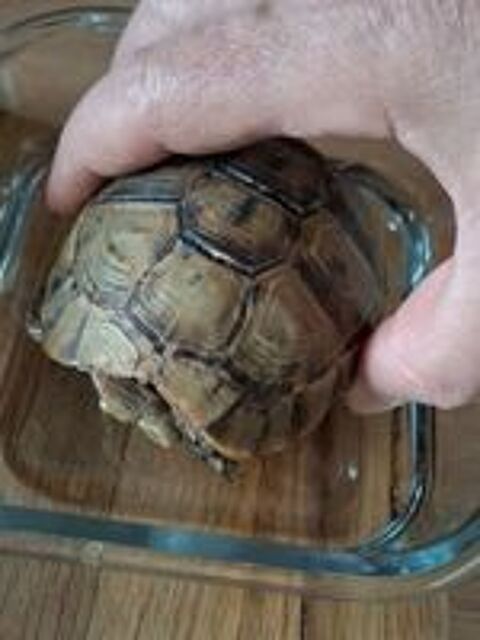   Recherche une tortue terrestre femelle entre 7 et 10 ans. 