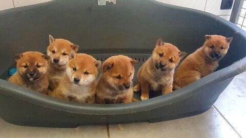 chiots shiba  inu 800 62860 Baralle