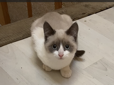 chaton siamois femelle cherche bonne maison  0 13100 Aix-en-provence