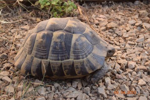 Jade, superbe tortue greaca
300 66200 Corneilla-del-vercol