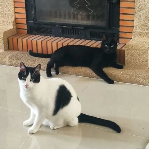 ZAKAT ET ZARIA 370 92400 Courbevoie