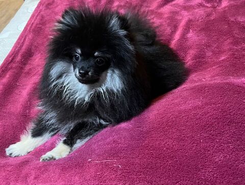 magnifique Spitz nain Poméranien non lof 880 33390 Berson