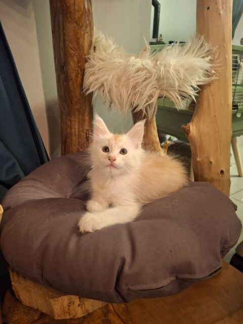 Maine coon loof 1200 62150 Houdain