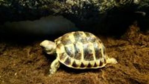   TORTUES DE TERRE RHONE-ALPES 
