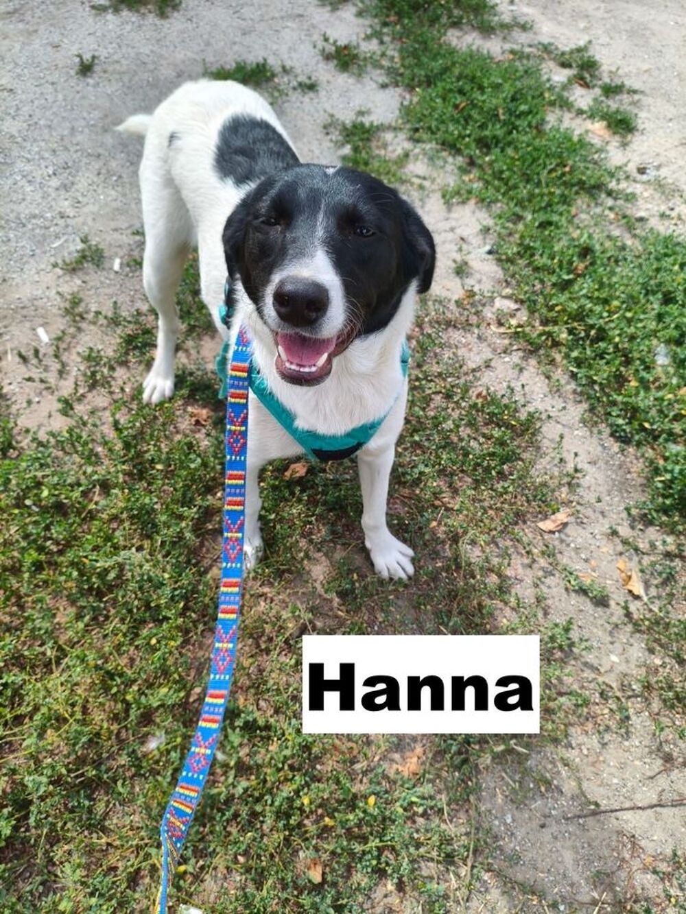   HANNA SE TROUVE EN FAMILLE D'ACCUEIL PARIS 18 RESERVEE 