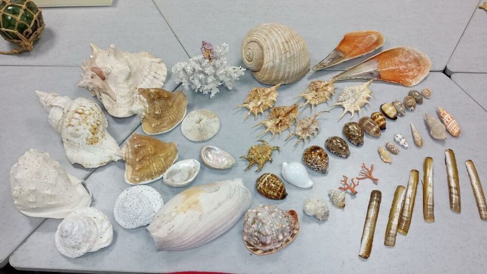 Collection de COQUILLAGES, tr&egrave;s bel ensemble 