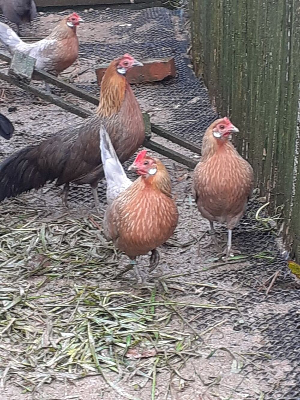    poule et coq de race naine hollandais saumon doré  