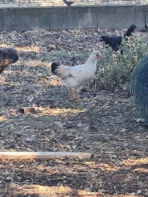 Jeunes poules et coqs 15 84600 Valréas