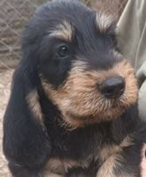   Chiots griffon nivernais LOF à réserver 