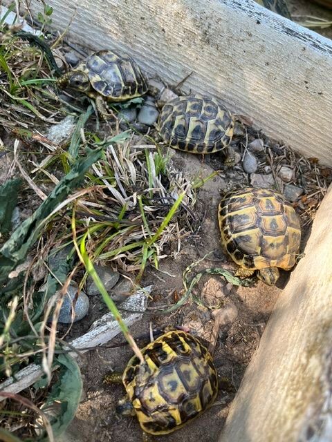tortue de terre 60 26300 Bourg-de-péage