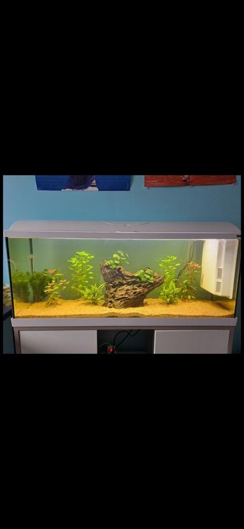 Aquarium zoolux iseo 100 litre tout &eacute;quip&eacute; avec meuble 250 59190 Hazebrouck