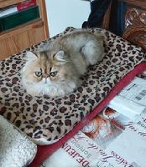   Magnifique chatonne   Persan 