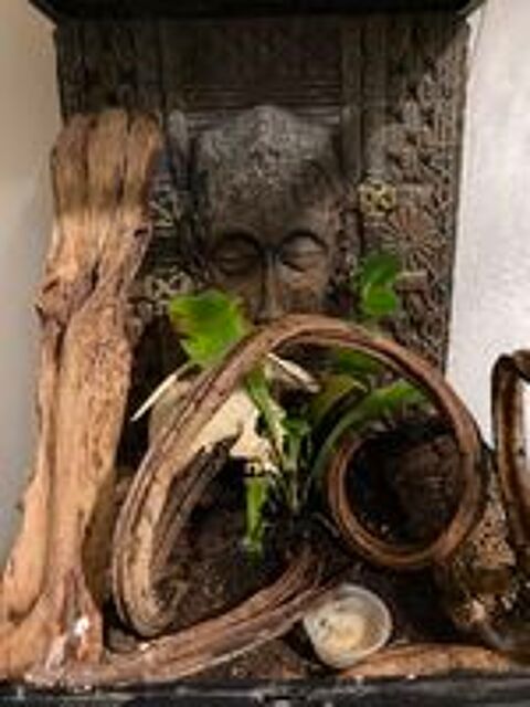   Gecko à crête mâle  