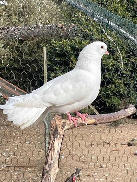 pigeon paon 10 85270 Saint-hilaire-de-riez