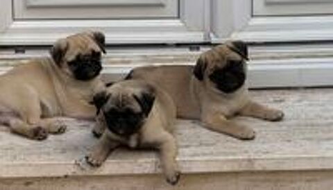   Chiot carlin  
