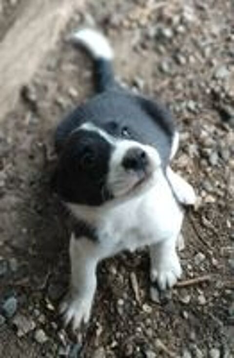   Chiots Border Collie 