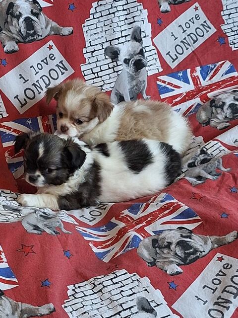 chihuahua non lof poil long 900 64100 Bayonne