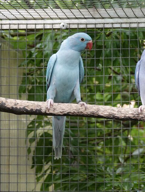 Perruches à collier 250 33000 Bordeaux