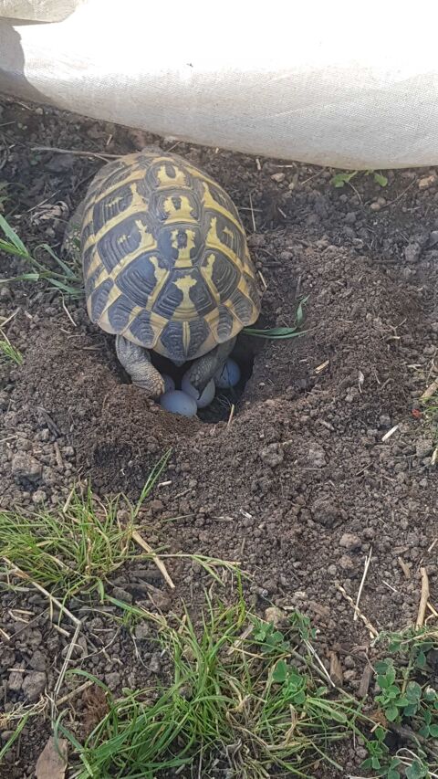 Tortues nées en juin 2024 80 91160 Saulx-les-chartreux