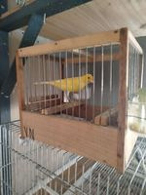   Canaris  