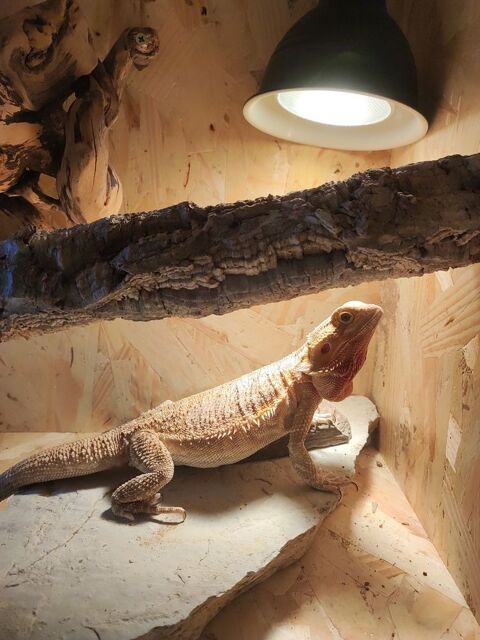 terrarium équipé avec pogona 300 31860 Pins-justaret