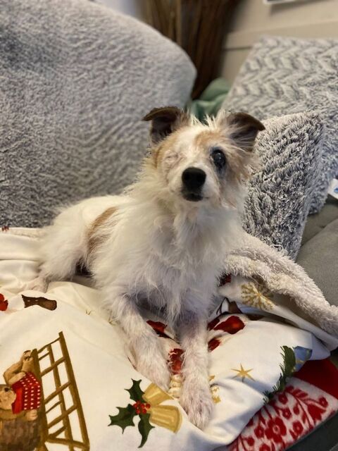 Karami, chienne crois&eacute;e jack russel terrier &agrave; adopter 180 44640 Saint-jean-de-boiseau