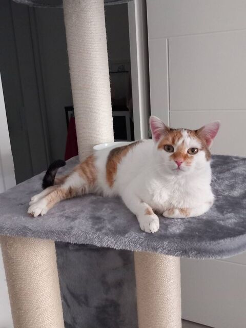 Noisette, chatte blanche et rousse &agrave; adopter 180 44220 Cou�ron